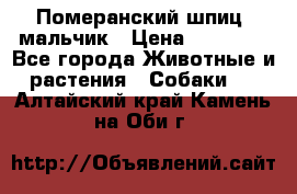 Померанский шпиц, мальчик › Цена ­ 35 000 - Все города Животные и растения » Собаки   . Алтайский край,Камень-на-Оби г.